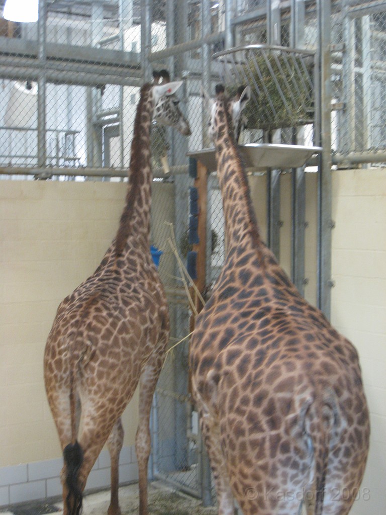 Dart Frog Dash 08 0216.jpg - The Giraffes, a little dark, and reflections in the glass make getting good shots somewhat difficult. These guys were funny, they had just been using their LARGE tongues to "lick" people on the other side of the glass. Didn't get close enought to get a picture of it though.